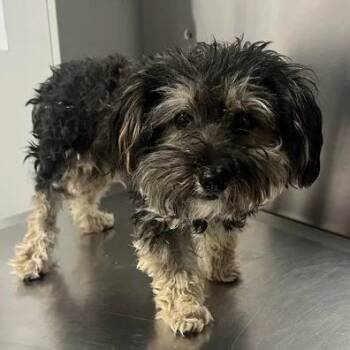 Benny -  Schnauzer and Poodle Dog for Adoption in Fresno, California - Benny | PetCurious