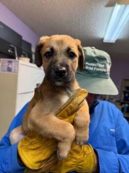 Mixed Breed Dogs Available for Adoption in West Chester, Pennsylvania - Sage | PetCurious