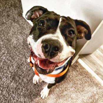 Pit Bull Terrier Dogs Available for Adoption in Philadelphia, Pennsylvania - Annie | PetCurious