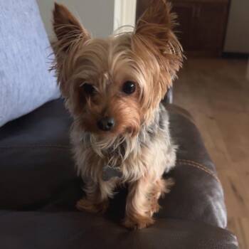 Yorkshire Terrier Dogs Available for Adoption - Stella | PetCurious