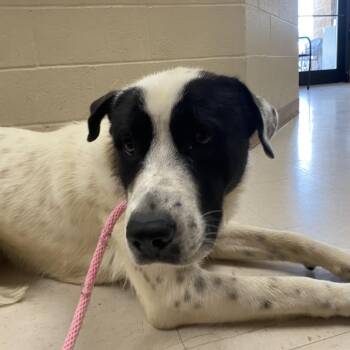 Grimm -  Great Pyrenees and Retriever Dog for Adoption in Jacksboro, Tennessee - Grimm | PetCurious