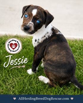 Jessie -  Cattle Dog Dog for Adoption in Joliet, Illinois - Jessie | PetCurious