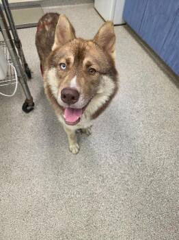 Blaze -  Husky Dog for Adoption in Disputanta, Virginia - Blaze | PetCurious