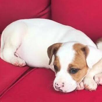 Mixed Breed Dogs Available for Adoption in Wappingers Falls, New York - Sadie | PetCurious