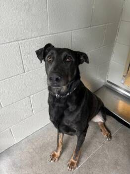 Rescue Doberman Pinscher Dogs for Adoption in Bellingham, Washington - Colossus | PetCurious