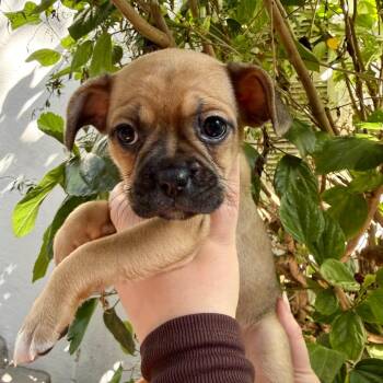 Chihuahua Dogs Available for Adoption - Piglet | PetCurious