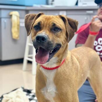 Slim Jim -  Mixed Breed Dog for Adoption in Mebane, North Carolina - Slim Jim | PetCurious