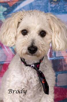Brody -  Bichon Frise and Shepherd Dog for Adoption in Gilbert, Arizona - Brody | PetCurious