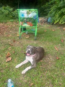 Rescue Pit Bull Terrier Dogs for Adoption in Ridgefield, Connecticut - Rosa | PetCurious