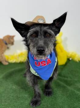 Olive-One of our Amazing Rescue Dogs -  Scottish Terrier and Border Terrier Dog for Adoption in Carlsbad, California - Olive-One Of Our Amazing Rescue Dogs | PetCurious