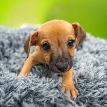 Brown Recluse -  Terrier and Mixed Breed Dog for Adoption in Gainesville, Georgia - Brown Recluse | PetCurious
