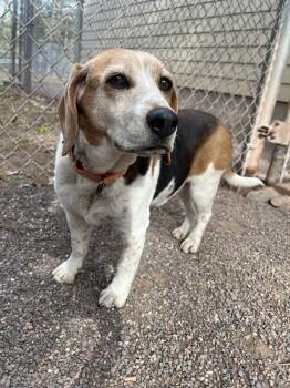 Beetle -  Beagle Dog Available for Adoption in Houghton, Michigan - Beetle | PetCurious