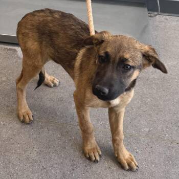 Mixed Breed Dogs Available for Adoption in Las Cruces, New Mexico - 106464 | PetCurious