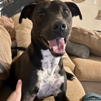 Shadow-Chaser WV11587-T -  Labrador Retriever Dog for Adoption in Missouri City, Texas - Shadow-Chaser WV11587-T | PetCurious