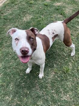 Pit Bull Terrier Dogs Available for Adoption in Plano, Texas - Indie A216834 | PetCurious