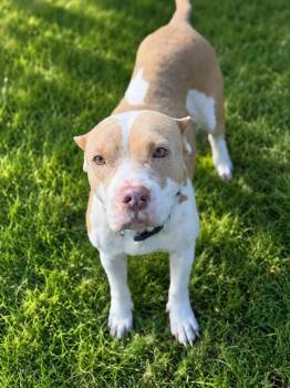 Willow -  American Bulldog Dog for Adoption in Lutz, Florida - Willow | PetCurious