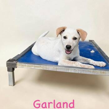 Pointer Dogs Available for Adoption in Semmes, Alabama - Garland  | PetCurious