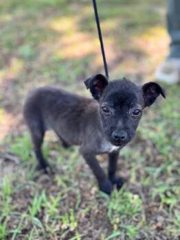 Chihuahua and Mixed Breed Dogs Available for Adoption in Aiken, South Carolina - Bonnie | PetCurious