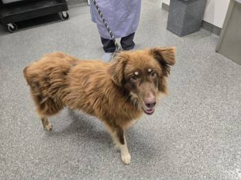 Rescue Mixed Breed Dogs for Adoption in Chicago, Illinois - Dwayne | PetCurious