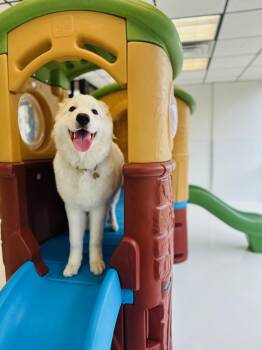 Great Pyrenees and Alaskan Malamute Dogs Available for Adoption - SNOW | PetCurious