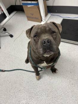 Boomer -  American Bulldog Dog for Adoption in Oakland, California - Boomer | PetCurious