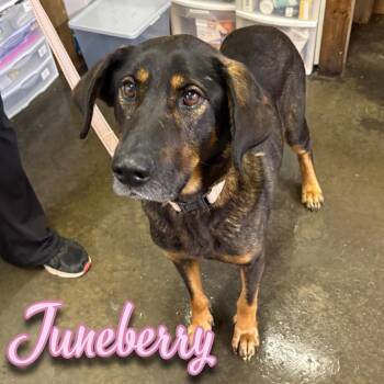 Juneberry -  Shepherd and Hound Dog for Adoption in Hillsboro, Ohio - Juneberry | PetCurious