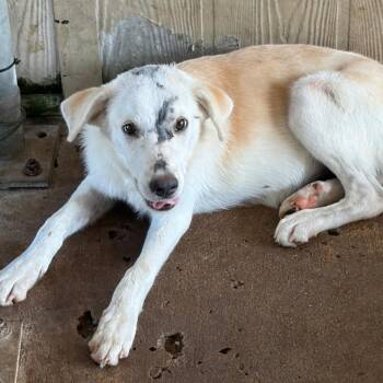 Snoopy -  Great Pyrenees Dog for Adoption in Lake Jackson, Texas - Snoopy | PetCurious