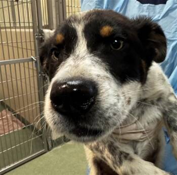 Mixed Breed Dogs Available for Adoption in Santa Fe, New Mexico - COWGIRL | PetCurious