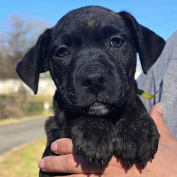 Mixed Breed Dogs Available for Adoption - Grizzly | PetCurious