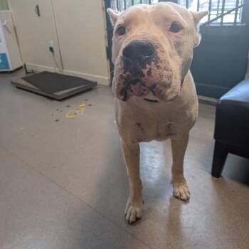 Draco -  Dogo Argentino Dog for Adoption in Pasadena, California - Draco | PetCurious
