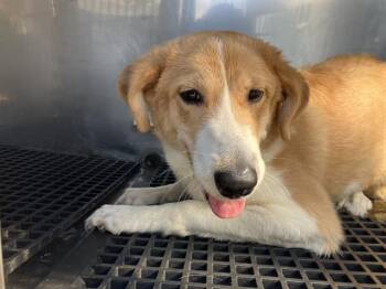 AJ -  Mixed Breed Dog for Adoption in Dallas, Texas - AJ | PetCurious