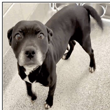 Rescue American Staffordshire Terrier Dogs for Adoption in Spring, Texas - Cookie (Miami) | PetCurious