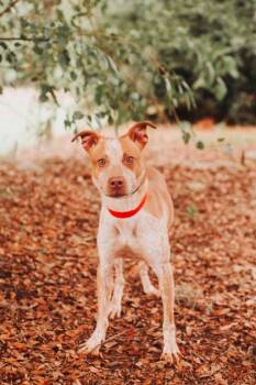 93171A  Stormy -  Terrier and Mixed Breed Dog for Adoption in North Charleston, South Carolina - 93171A  Stormy | PetCurious