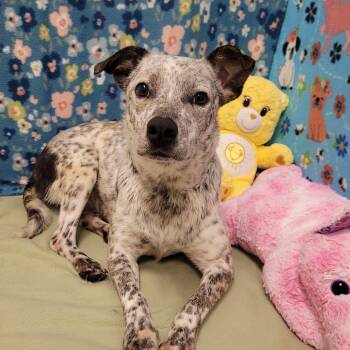 Australian Cattle Dog Blue Heeler Dogs Available for Adoption in Alpine, Texas - Juniper | PetCurious