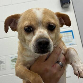 Niko -  Chihuahua Dog for Adoption in Corpus Christi, Texas - Niko | PetCurious