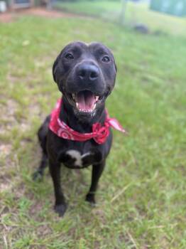Diggie Smalls -  Mixed Breed Dog for Adoption in Winnsboro, South Carolina - Diggie Smalls | PetCurious