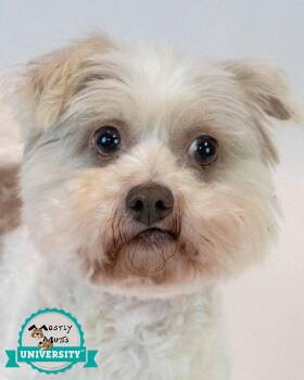 Virginia -  Bichon Frise and Poodle Dog for Adoption in Kennesaw, Georgia - Virginia | PetCurious