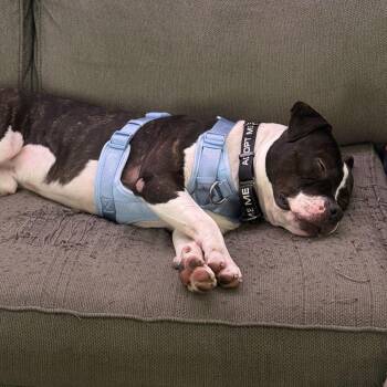 Pit Bull Terrier Dogs Available for Adoption - Roadie | PetCurious