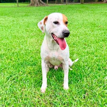PB -  Labrador Retriever and Hound Dog for Adoption in Foley, Alabama - PB | PetCurious