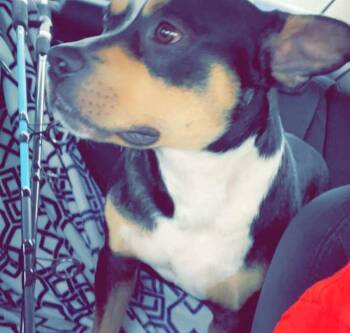 Baxter -  American Bulldog and American Staffordshire Terrier Dog for Adoption in Inez, Texas - Baxter | PetCurious