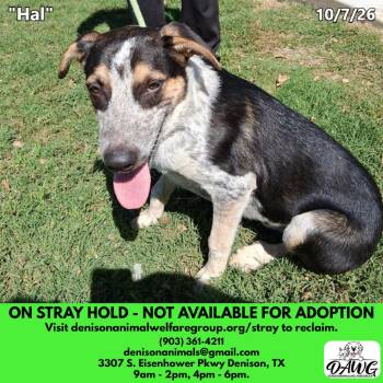 Hal -  Australian Cattle Dog Blue Heeler Dog for Adoption in Denison, Texas - Hal | PetCurious