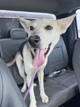 German Shepherd Dog and Mixed Breed Dogs Available for Adoption in Grand Prairie, Texas - YODA | PetCurious