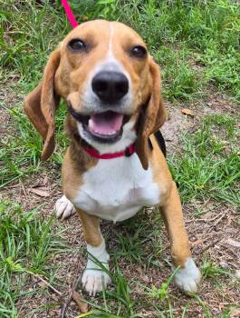 Tadpole -  Beagle Dog for Adoption in Dunnellon, Florida - Tadpole | PetCurious