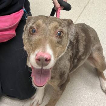 Mixed Breed Dogs Available for Adoption - Ember | PetCurious