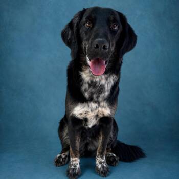 Irish Setter Dogs Available for Adoption in Heber Springs, Arkansas - Dakota | PetCurious