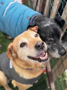 Rescue Labrador Retriever Dogs for Adoption in Los Angeles, California - Focaccia The Petite Labrador Mix | PetCurious