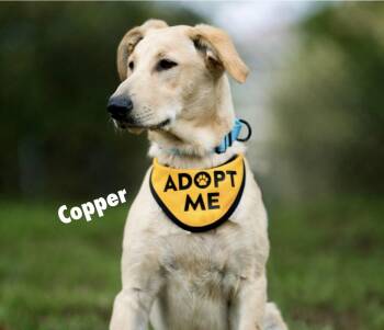 Copper -  Yellow Labrador Retriever and Golden Retriever Dog for Adoption in Torrance, California - Copper | PetCurious