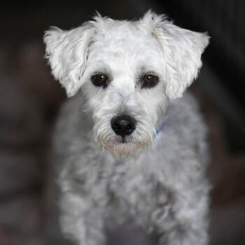 Nemo (AG26-118) -  Miniature Schnauzer and Miniature Poodle Dog for Adoption in Peyton, Colorado - Nemo (AG26-118) | PetCurious