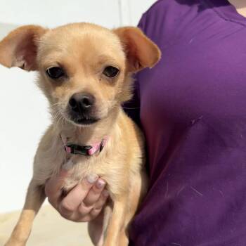 Jessica Choi -  Chihuahua Dog for Adoption in New York, New York - Jessica Choi | PetCurious