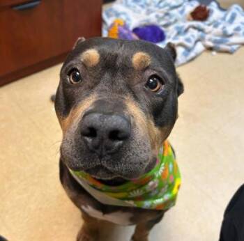 Chloe -  Mixed Breed Dog for Adoption in Merriam, Kansas - Chloe | PetCurious